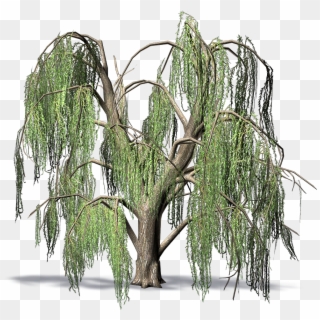 Weeping Willow - Pond Pine, HD Png Download