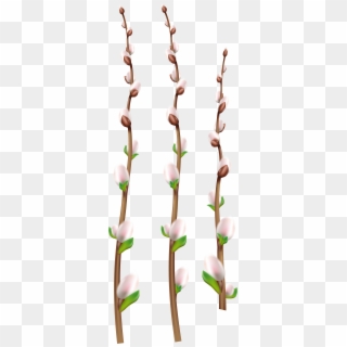 Easter Willow Branches Png Clip Art - Flower, Transparent Png