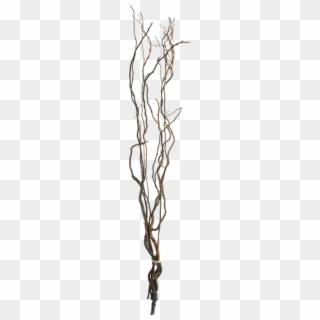 Transparent Png