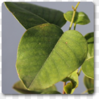 Tree, HD Png Download