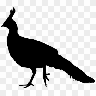 At Getdrawings Com Free For Personal Use Ⓒ - Peacock Silhouette Png, Transparent Png