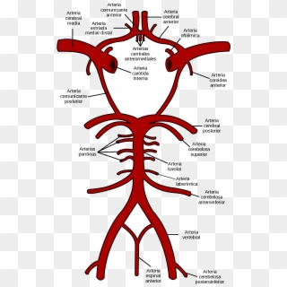 Arteria Cerebral Media - Carotid And Vertebrobasilar Arteries, HD Png Download