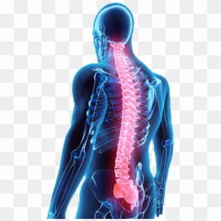 Illustration Of Back With Spine Shown In Red - Spinal Cord Injury, HD Png Download