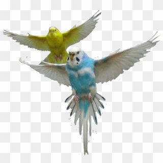 Parakeet Clipart Bird Fly - Budgie Flying Png, Transparent Png