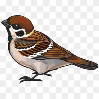Sparrow Clipart Bird Fly - Clipart Images Of Sparrow, HD Png Download