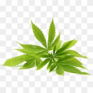Free Png Cannabis Png Images Transparent - Cannabis Png, Png Download