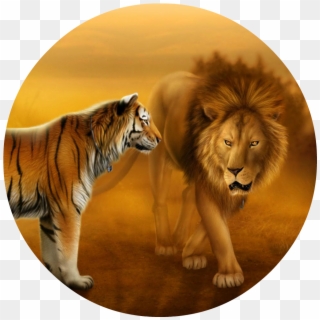 Wallpapers Of Tigers And Lions Dekstop Wallpaper Hd - Lion And Tiger Face To Face, HD Png Download