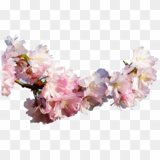 Sakura Blossom Clipart Apricot - Apricot Flowers Png, Transparent Png
