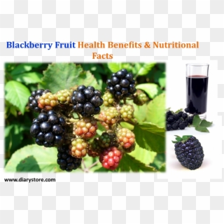 Blackberry Fruit , Png Download - Association Of The Scientific Medical Societies In, Transparent Png