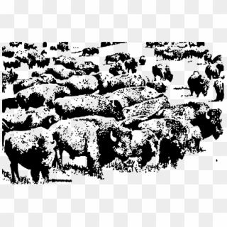 Clipart - Buffalo Herd - Buffalo Herd Png, Transparent Png