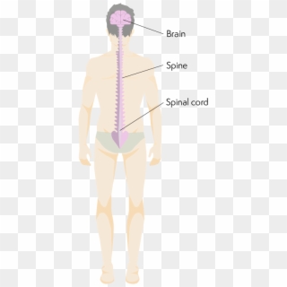 Body From The Back Showing Location Of Brain And Spinal - Standing, HD Png Download