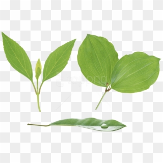 Free Png Download Green Leaves Png Images Background - Leaf And Stem Png, Transparent Png