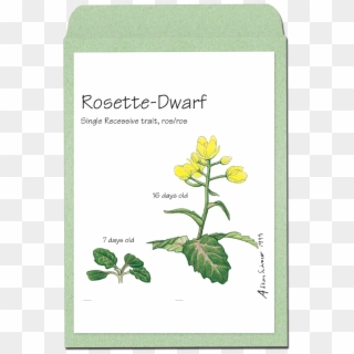 Rosettedwarf - Wisconsin Fast Plant Alleles, HD Png Download