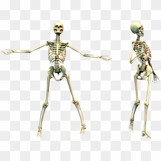 Spooky Skeleton 02 Png Stock - Skeleton On Transparent Background, Png Download