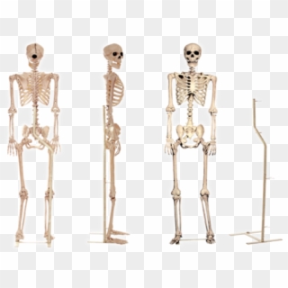 Standing Skeleton Png, Transparent Png