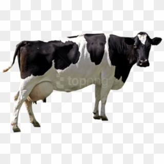 Free Png Download Cow Png Images Background Png Images - Cow Png, Transparent Png