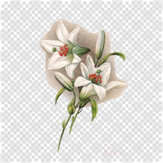 Easter Lilies With Transparent Background Clipart Easter, HD Png Download