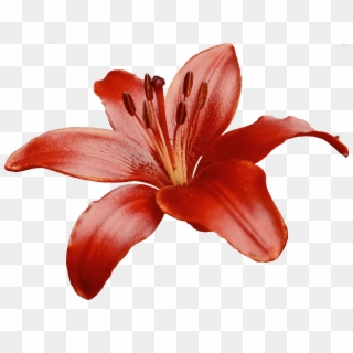 #lily #flower #red #retro #filter #freetoedit, HD Png Download