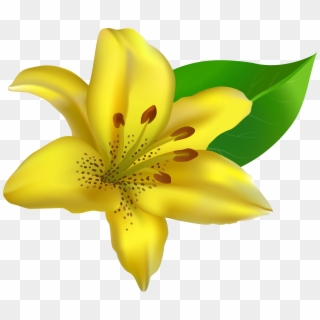 Lily Clipart Island Flower - Lily Flower Png Transparent, Png Download