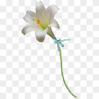 Clipart Easter Lily Flower - White Lily Flower, HD Png Download