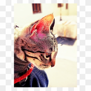 Tabby Cat, HD Png Download