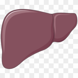 Liver, HD Png Download
