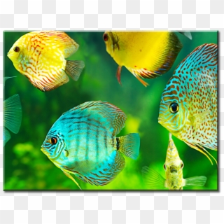 Beautiful Watch Tropical Fish Canvas Wall Art 1-panel - Scapers Tank 35l Mit Fischen, HD Png Download