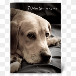 Sad Dog Png - Labrador Retriever, Transparent Png
