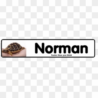 Tortoise Table/vivarium Personalised Name Plate - Conch, HD Png Download