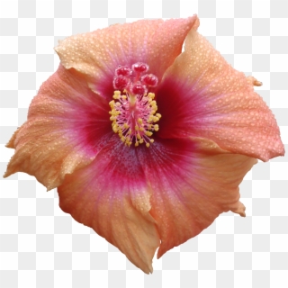 High Quality Flora Textures Hibiscus Ⓒ - Flower Texture Png, Transparent Png