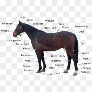 Forelock On A Horse, HD Png Download