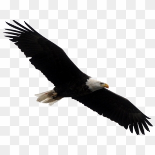 Stellers Sea Eagle Clipart Transparent - Bald Eagles White Background, HD Png Download