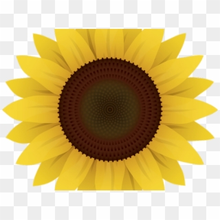 Sunflower Clipart Vector - Sunflower Cartoon Transparent Background, HD Png Download