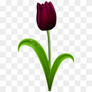 Free Png Download Dark Red Tulip Transparent Png Images - Portable Network Graphics, Png Download