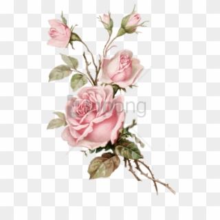 Free Png Old Rose Png Image With Transparent Background - Vintage Pink Floral Png, Png Download