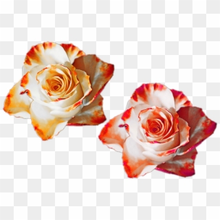 Rose Flower Png Nature Mixed Colors Flowers White Red - Garden Roses, Transparent Png