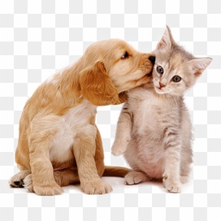 Pet Sitting, Pet Sitter Prices Cleveland, Oh, HD Png Download