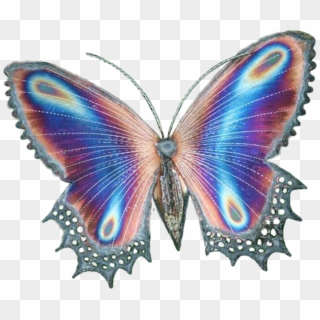 #transparent #butterfly #butterflies #butterflywings - Transparent Butterfly Wings, HD Png Download