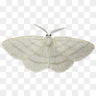 White Butterfly Insect Wings - Moths Transparent, HD Png Download