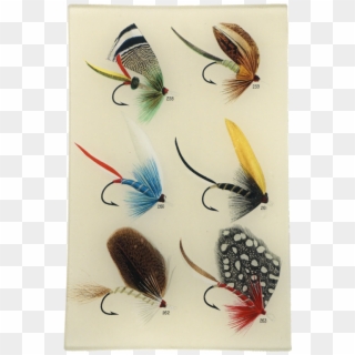 Favorite Flies And Their Histories, HD Png Download