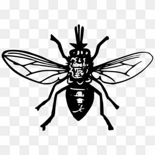 Tsetse Fly Insect Black Fly Computer Icons - Tsetse Fly Clipart, HD Png Download