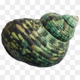 Sea Shell Png - Shell, Transparent Png