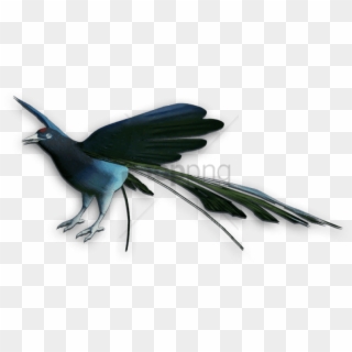 Free Png Birds Of Paradise Png Image With Transparent - Boat Tailed Grackle, Png Download