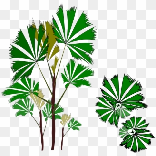 This Free Icons Png Design Of Palm Raphis 01 - Palm Trees, Transparent Png