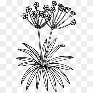 Wildflowers Drawing Plant - Tundra Plant Clipart Black And White, HD Png Download