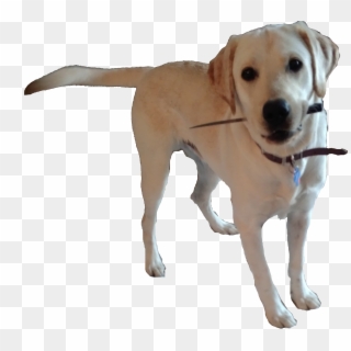 Doggo Png - Dog Catches Something, Transparent Png
