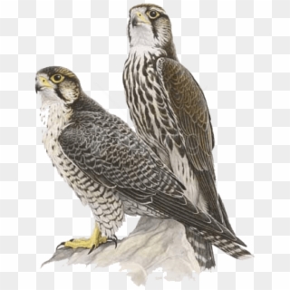 Free Png Download Falcon Png Images Background Png - Lanner Falcon Vs Peregrine Falcon, Transparent Png