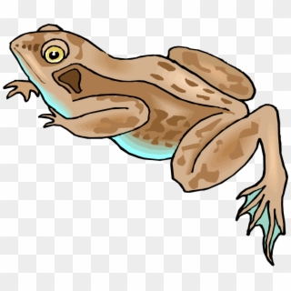 Frog - Brown Frog Clip Art, HD Png Download
