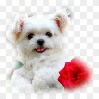Kutya Vir Ggal Google Search Kuty K - White Dogs With Flowers, HD Png Download