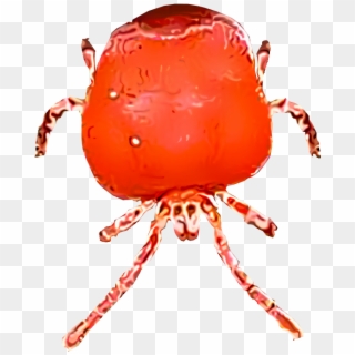 Small Transparent Bug - Chiggers Parasite, HD Png Download